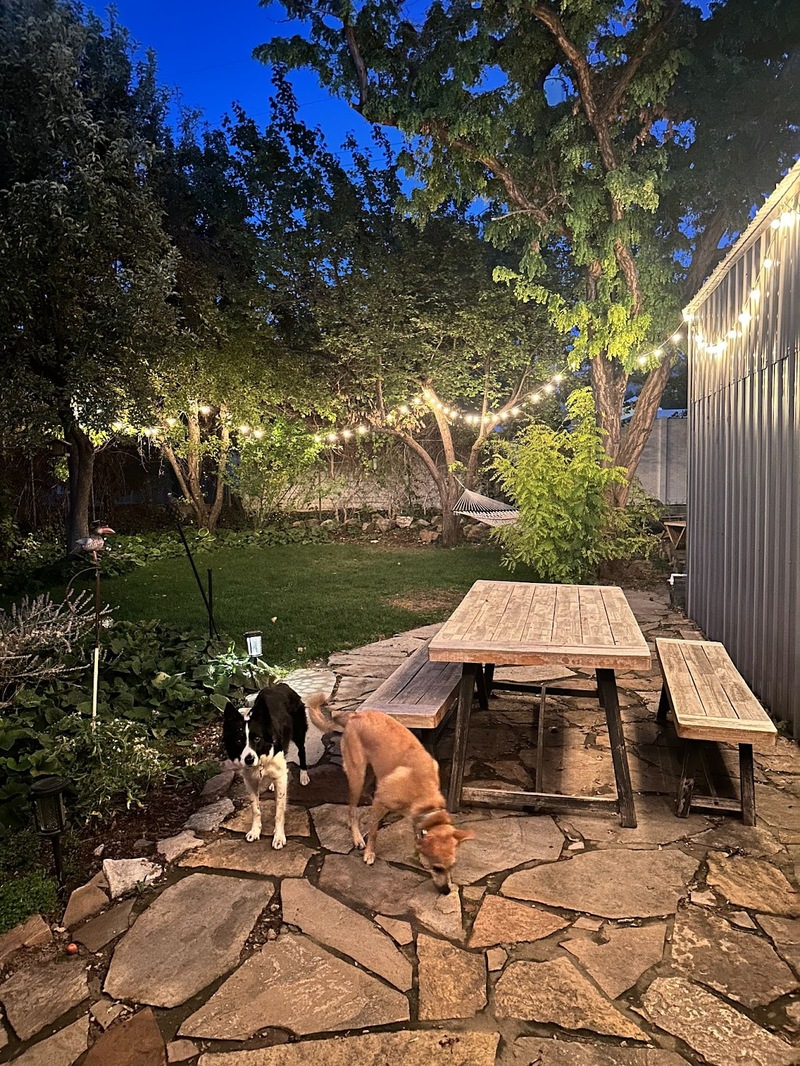 Two dogs in a backyard with hanging wired lights.